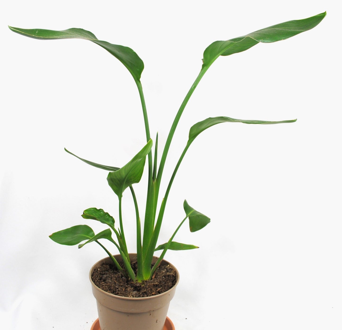 Strelitzia reginae 🌿 Paradiesvogelblume – Tropische Zimmerpflanze, pflegeleicht
