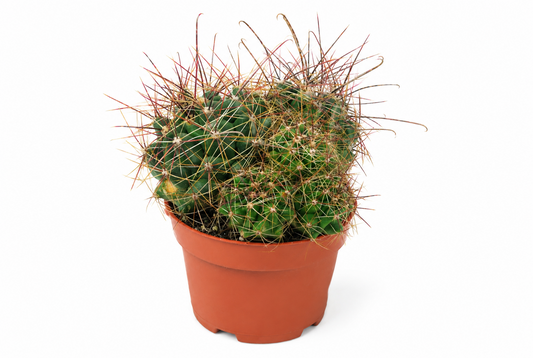 Ferocactus hamatacanthus,große Pflanzegruppe,12er Topf,Kakteen,Sukkulente K 31