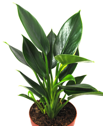 Philodendron martianum "Pacova" – Exotische Pflanze - luftreinigend - 35cm hoch