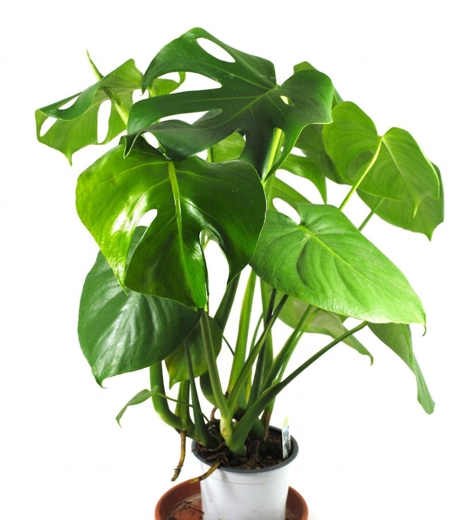 Monstera Deliciosa,Fensterblatt, Zimmerpflanze, 60cm, große Blätter,Urban Jungle