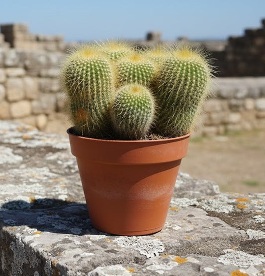 Parodia lenninghausii,große Pflanzengruppe,11er Topf,Kakteen,Sukkulente,K 4
