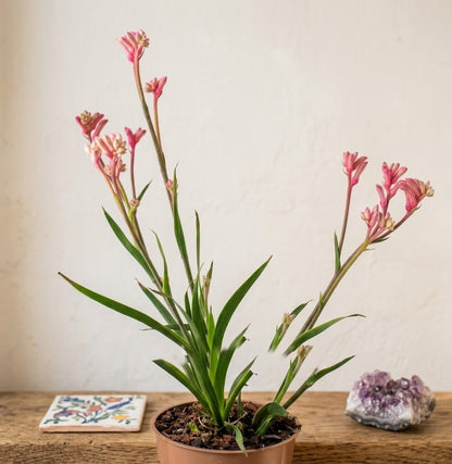 Anigozanthos Känguru-Pfote – Exotische Zimmerpflanze, Rosa Blüten,40cm, Rarität
