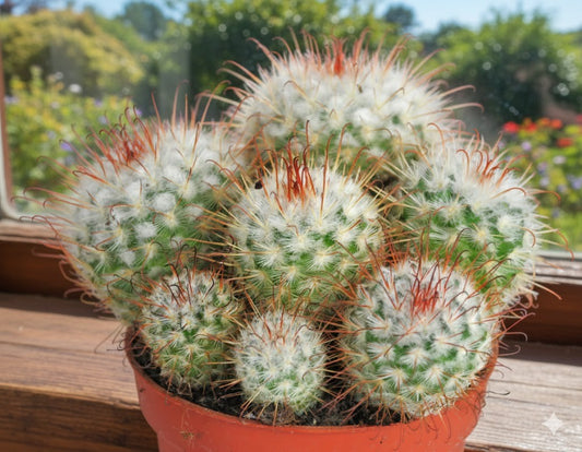 Mammilaria bombycina,üppige Kakteengruppe,5-6 Pflanzen,10er Topf