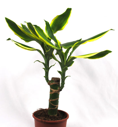 Dracaena braunii Lucky Bamboo Glücksbambus Zimmerpflanze Hydrokultur 40cm hoch