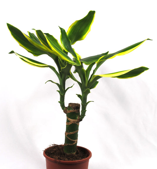 Dracaena braunii Lucky Bamboo Glücksbambus Zimmerpflanze Hydrokultur 40cm hoch