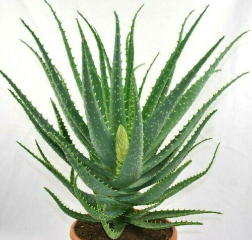 Aloe arborescens,große kräftige Heilaloe,17er Topf,ca.30-35cm hoch