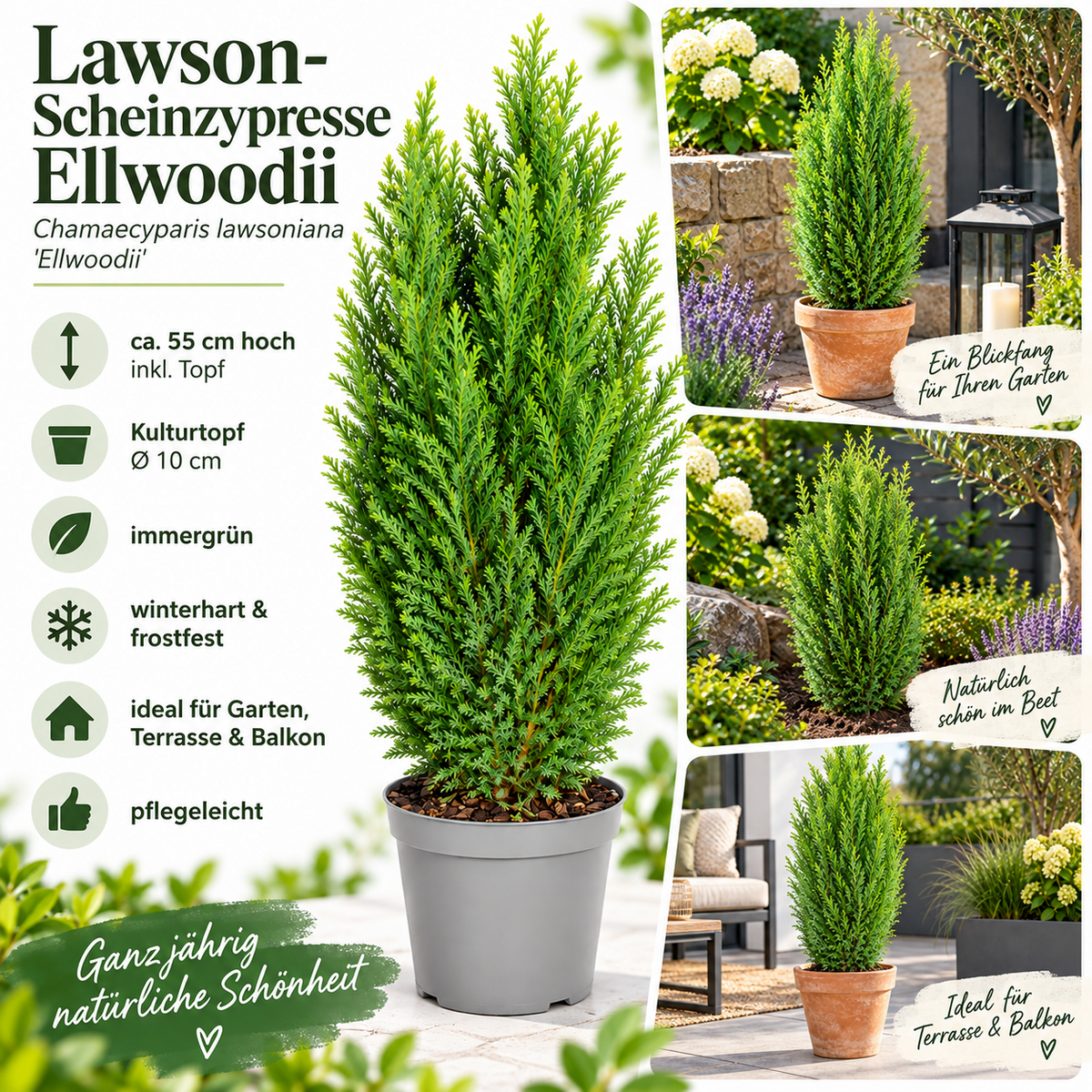 Scheinzypresse Chamaecyparis lawsoniana 4 Sorten winterhart immergrün Konifere