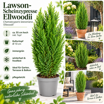 Scheinzypresse Chamaecyparis lawsoniana 4 Sorten winterhart immergrün Konifere