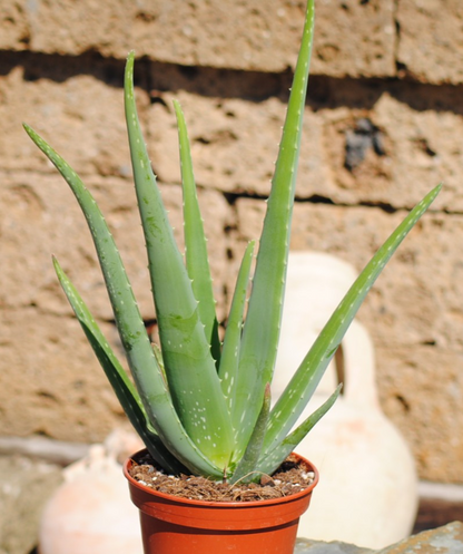 Echte Aloe Vera,medizinisch,ca.45cm, große Pflanzen im 14er Keramiktopf,2 Farben