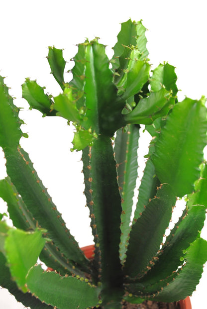 Euphorbia ingens,kräftige sukkulente Pflanzen,schön verzweigt,ca.45cm,17er Topf