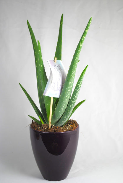 Echte Aloe Vera,medizinisch,ca.45cm, große Pflanzen im 14er Keramiktopf,2 Farben