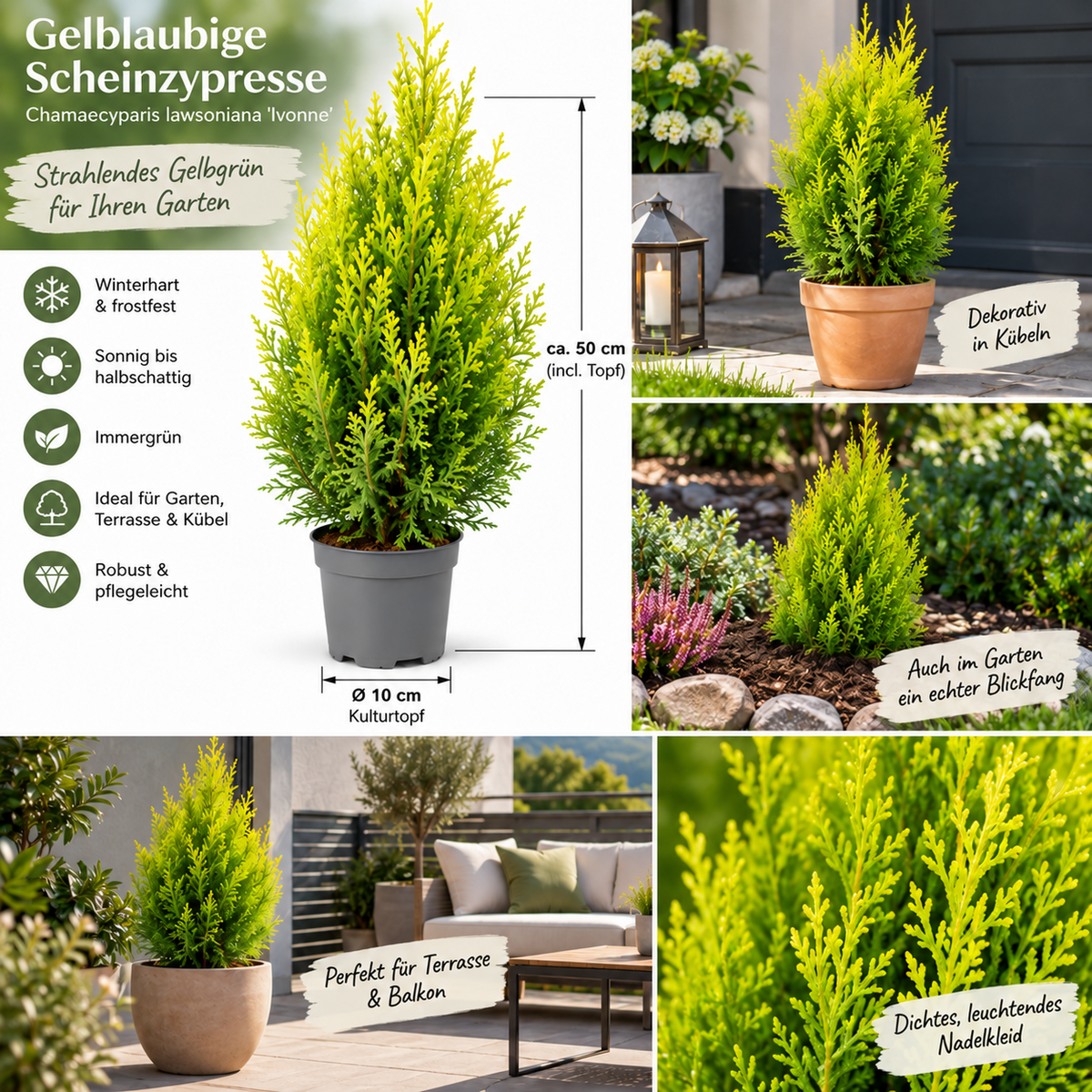 Scheinzypresse Chamaecyparis lawsoniana 4 Sorten winterhart immergrün Konifere