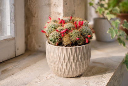Mammillaria prolifera Warzenkaktus im 12cm Topf rote Früchte | Rarität K 32