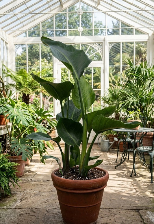 Strelitzia nicolai Paradiesvogelblume – Tropische Pflanze 70 cm hoch