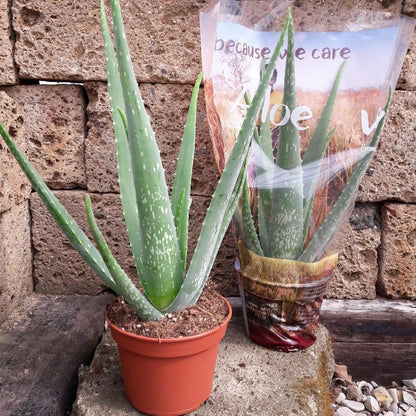 Echte Aloe Vera, medizinisch,12cm Topf, ca. 40 cm hoch, 2 große Pflanzen