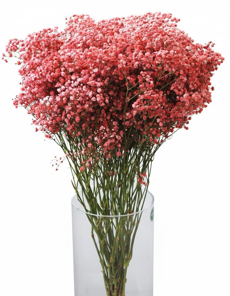 Schleierkraut Strauß XXL 70cm | Frische Blumen | Enormes Volumen | 3 Farben