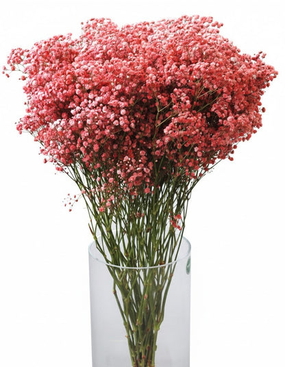 Schleierkraut Strauß XXL 70cm | Frische Blumen | Enormes Volumen | 3 Farben
