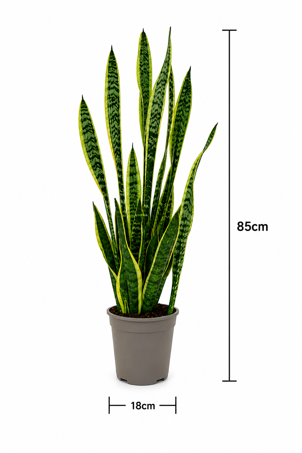 Bogenhanf Sansevieria Laurentii 85cm Zimmerpflanze Luftreinigend Pflegeleicht