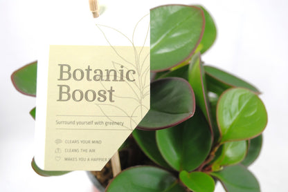 Stylische Peperomia clusiifolia | 17cm hoch | Rarität mit dunkelrotem Blattrand