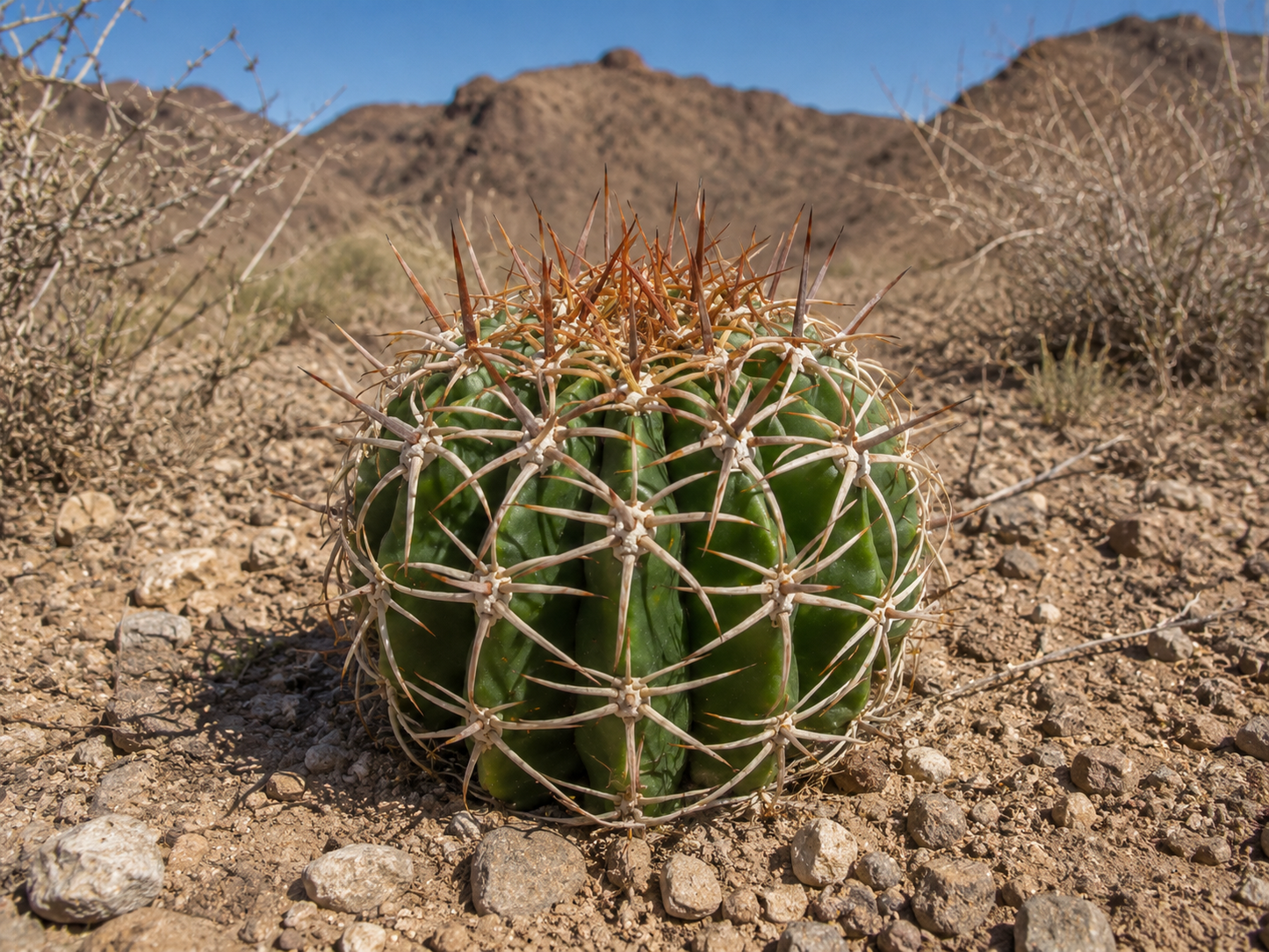 Melocactus matanzanus ‘Leon’ Kakteen Rarität 12 cm Topf – Exotischer Kaktus K 33