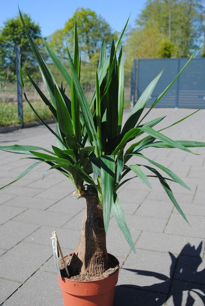Yucca Gigantea 90cm markanter Stamm  Zimmerpflanze pflegeleicht Riesen-Palmlilie