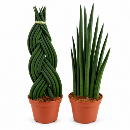 Sansevieria Cylindrica ca. 45 cm Bogenhanf Zimmerpflanze Gerade & Geflochten