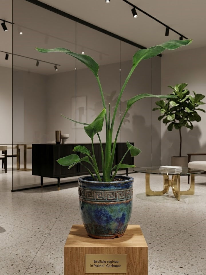 Strelitzia reginae 🌿 Paradiesvogelblume – Tropische Zimmerpflanze, pflegeleicht