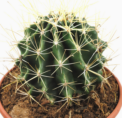 Ferocactus histrix Kugelkaktus große Pflanze 20er Topf Kakteen Sukkulente K 27