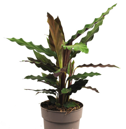 Calathea Rufibarba – Samt-Calathea 35cm – Exotische Zimmerpflanze – Wellenblatt