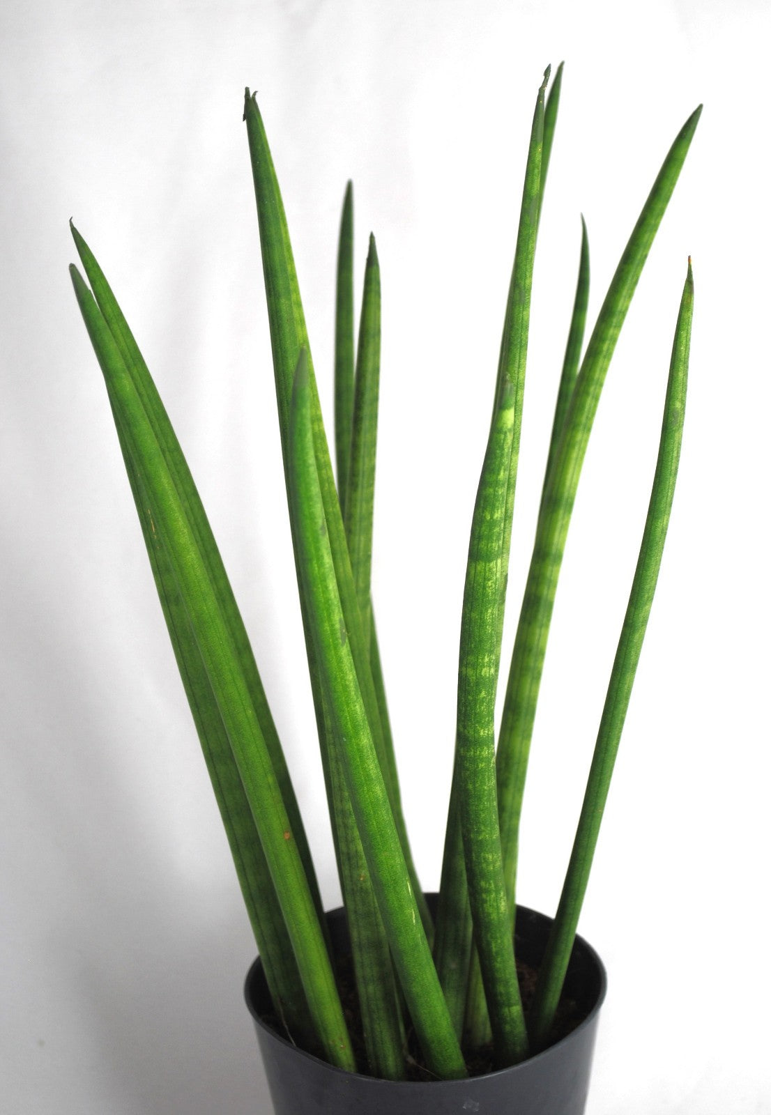 Sansevieria cylindrica Bogenhanf pflegeleicht Zimmerpflanze ca.35cm hoch