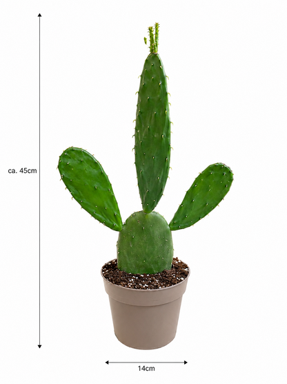Mexikanischer Feigenkaktus Opuntia Cochenillifera ca. 45cm Kaktus Sukkulente