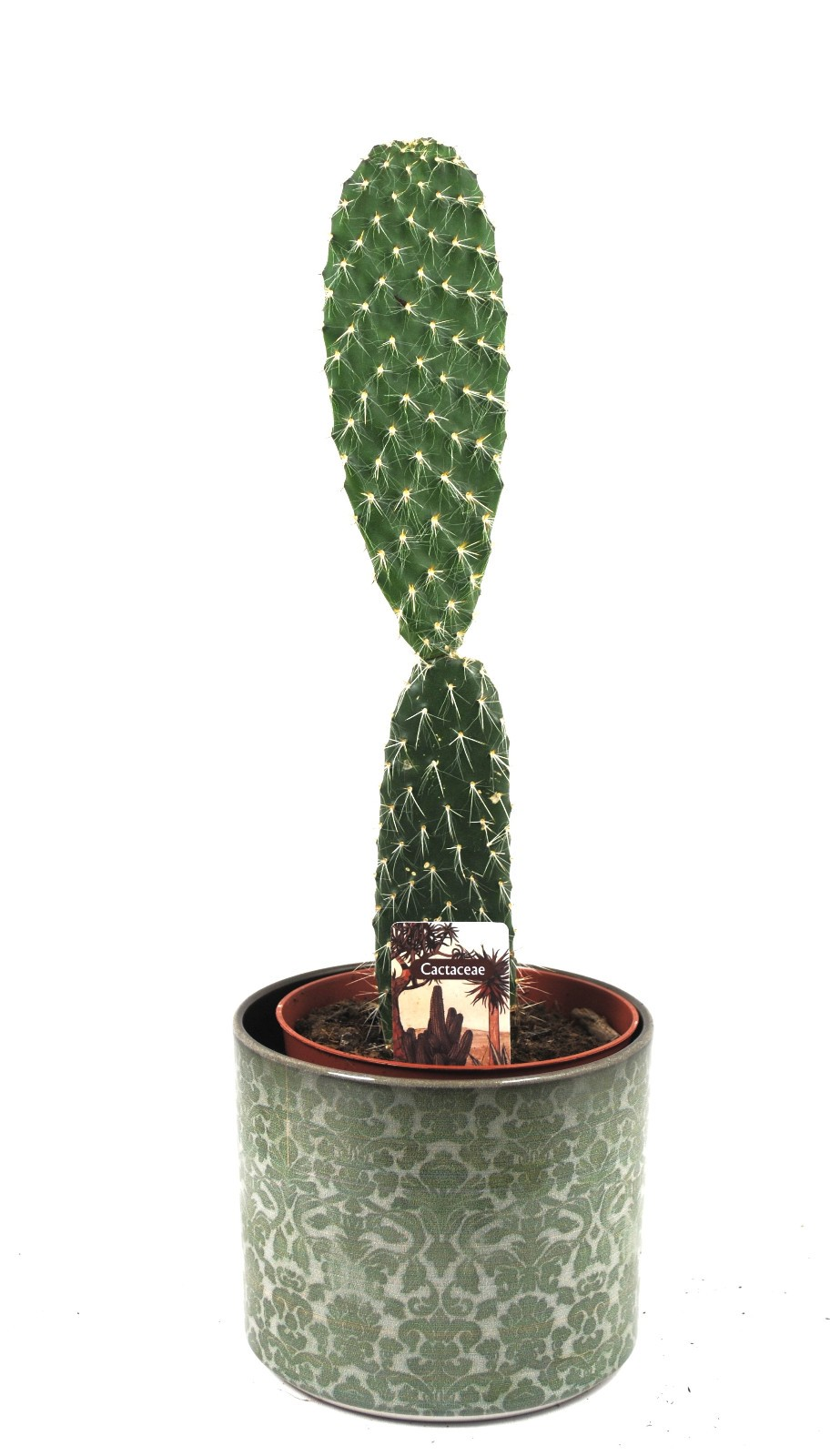 Opuntia leucotricha Silberkaktus Pflanze im 12er Keramiktopf Kakteen Sukkulente