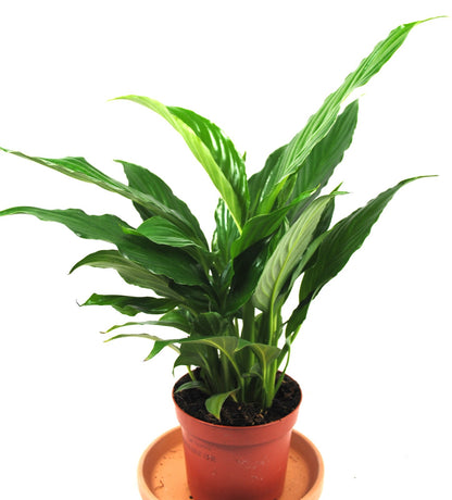 Spathiphyllum Einblatt 30cm hoch Natürlicher Luftreiniger Pflegeleicht Büro