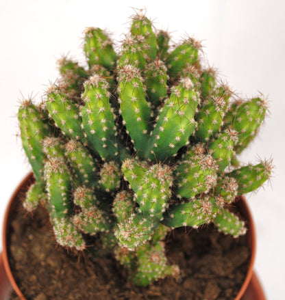 Cereus repandus,Felsenkaktus,große Pflanze,im 14er Topf,Kakteen,Sukkulente
