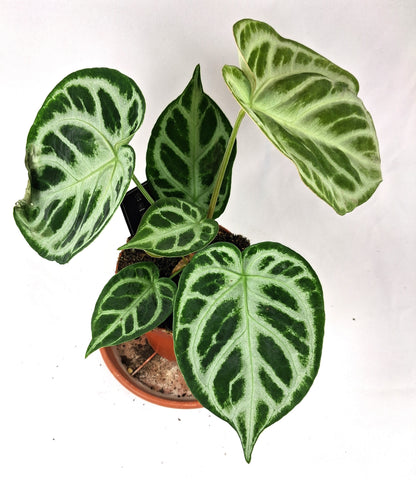 Herzblattblume Anthurium clarinervium 25cm hoch kräftige Zimmerpflanze