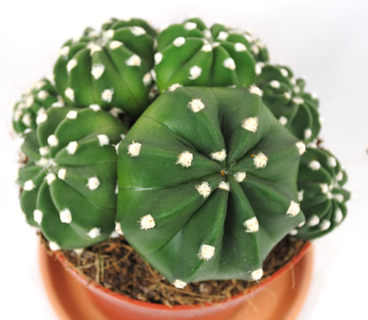 Echinopsis subdenudata,Seeigel-Kaktus,Solitärpflanze,9er Topf,K 6