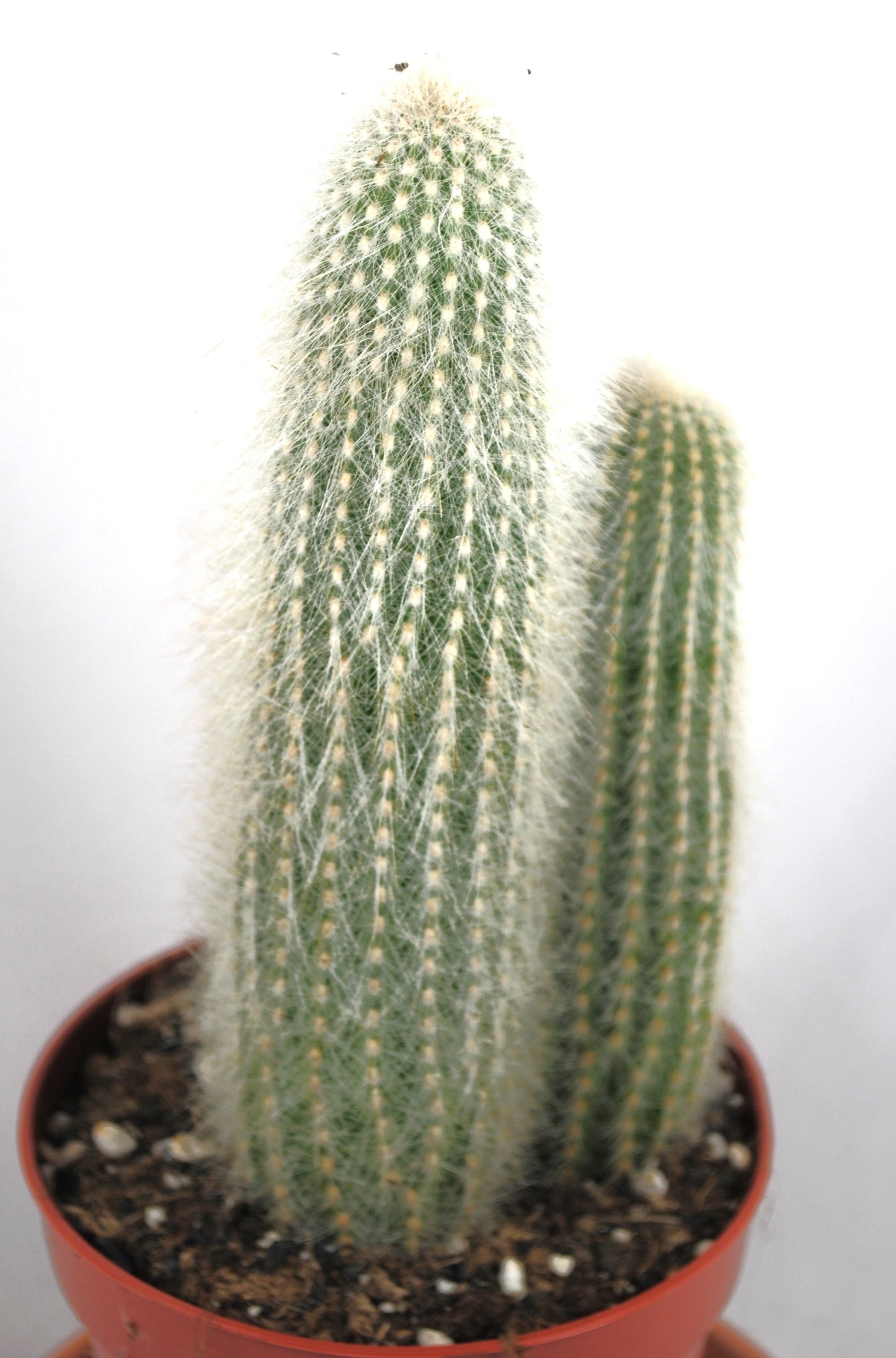 Espostoa guentheri Fuchsschwanzkaktus Anfängerkaktus 11er Topf K 13