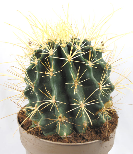Ferocactus hamatacanthus,sehr große Pflanze,im 17er Topf,Kakteen,Sukkulente