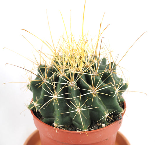 Ferocactus histrix,Fasskaktus,robuster Anfängerkaktus,11er Topf,K 14