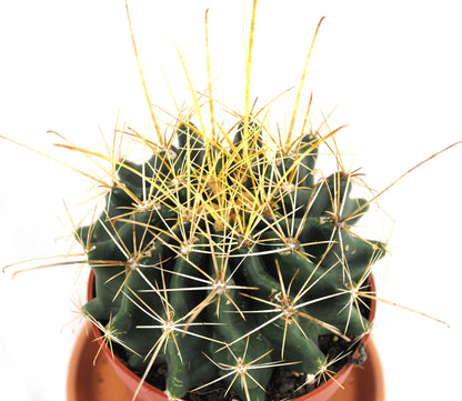 Ferocactus histrix Fasskaktus robuster Anfängerkaktus 11er Topf K 14