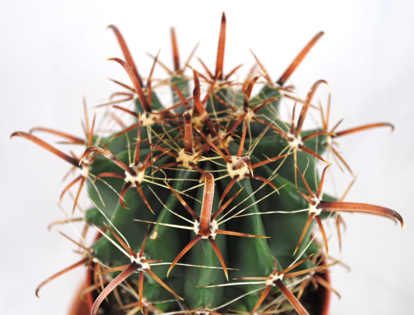Ferocactus latispinus Fasskaktus robuster Anfängerkaktus 11er Topf K 15