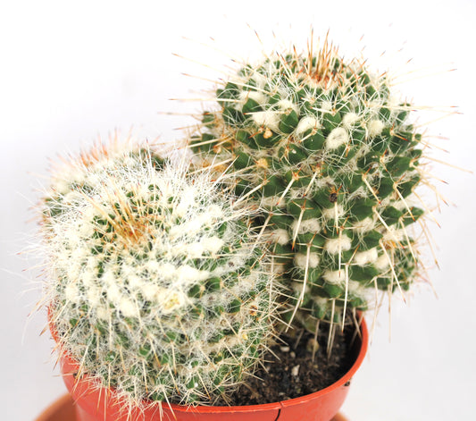 Mammilaria hahniania,Warzenkaktus,Kakteengruppe,3 Pflanzen,11er Topf,K 10