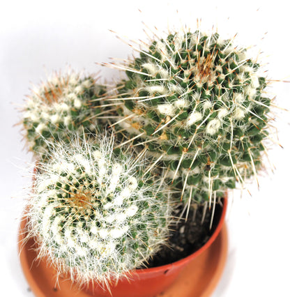 Mammilaria hahniania Warzenkaktus Kakteengruppe 3 Pflanzen 11er Topf K 10