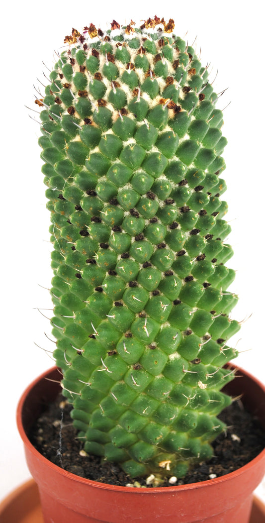 Mammilaria polythele,Warzenkaktus,Anfängerkaktus,11er Topf,K 12
