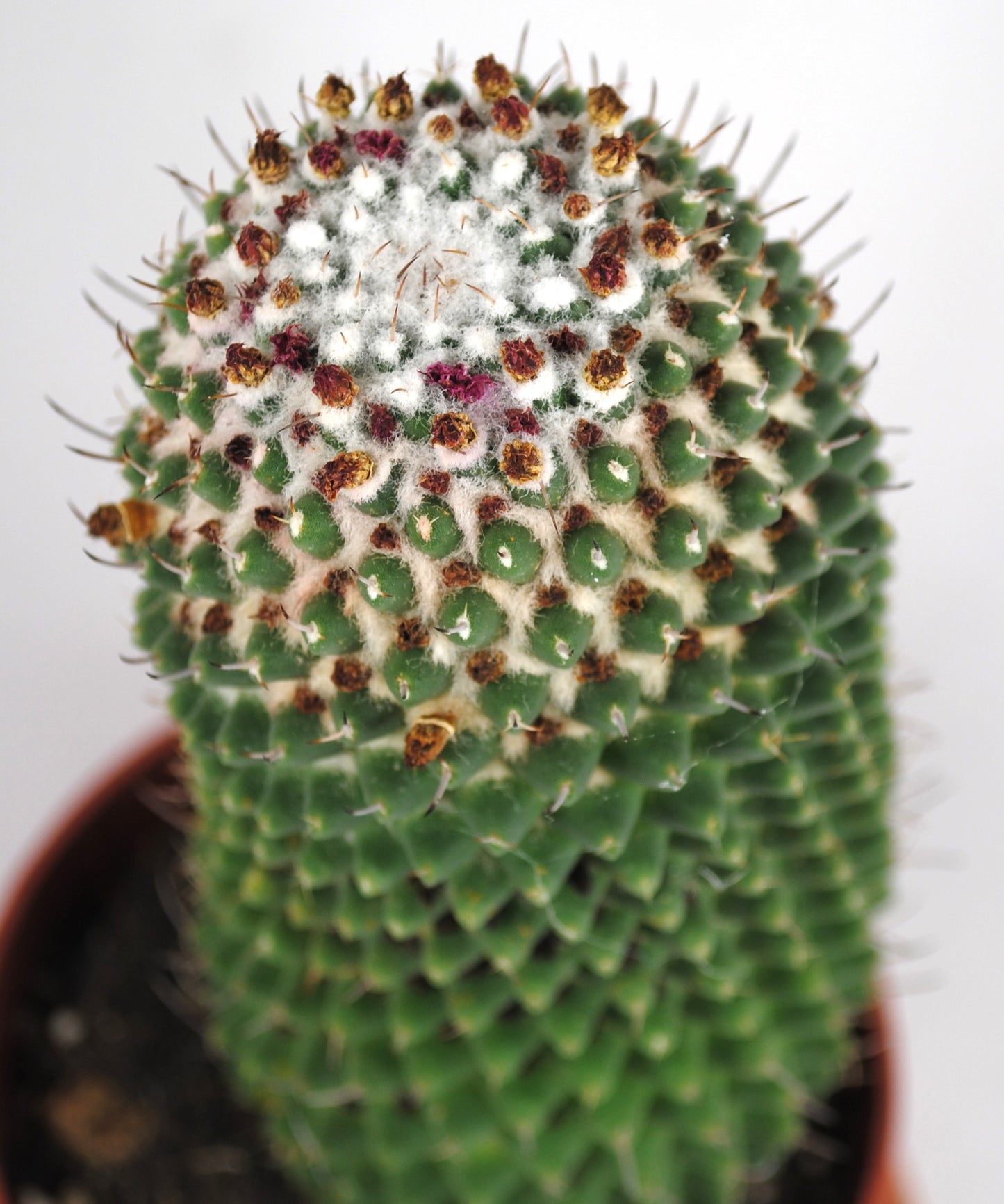 Mammilaria polythele Warzenkaktus Anfängerkaktus 11er Topf K 12