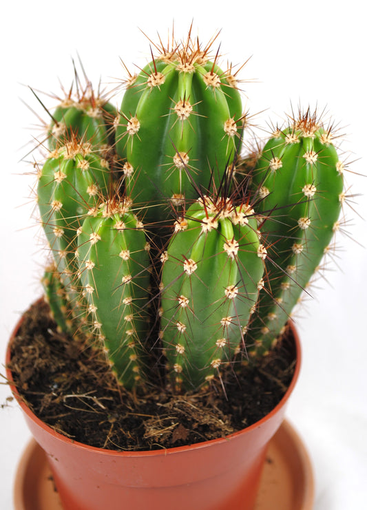 Neoraimondia herzogiana,Säulenkaktus,Kakteengruppe,5-6 Pflanzen,11er Topf,K 8