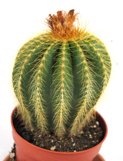 Parodia leninghausii Goldkugelkaktus 11er Topf K 11