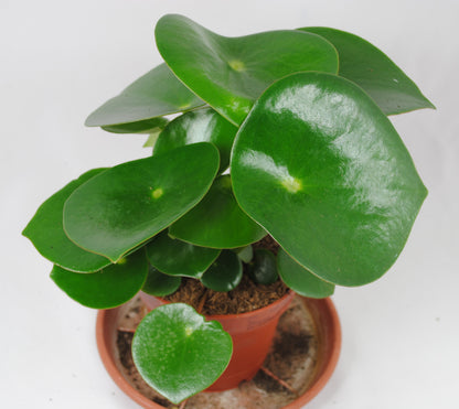 Peperomia polybotrya raindrop Zierpfeffer dekorative Zimmerpflanze ca.16cm