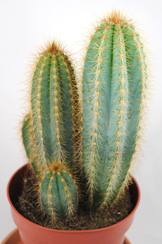 Pilosocereus pachycladys,Säulenkaktus,Kakteengruppe,5-6 Pflanzen,11er Topf,K 5