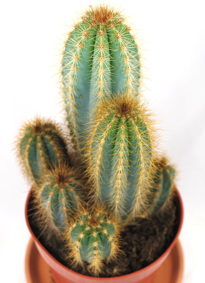 Pilosocereus pachycladys Säulenkaktus Kakteengruppe 5-6 Pflanzen 11er Topf K 5